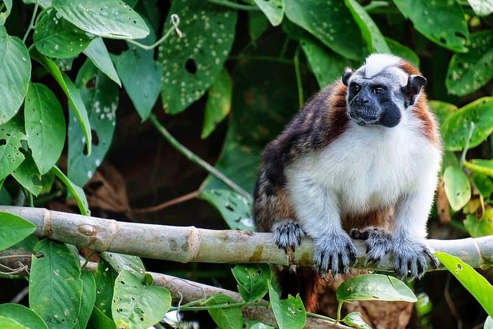 Discover Gatun Lake: Panama Canal Guided Boat Tour and Wildlife Viewing photo 3