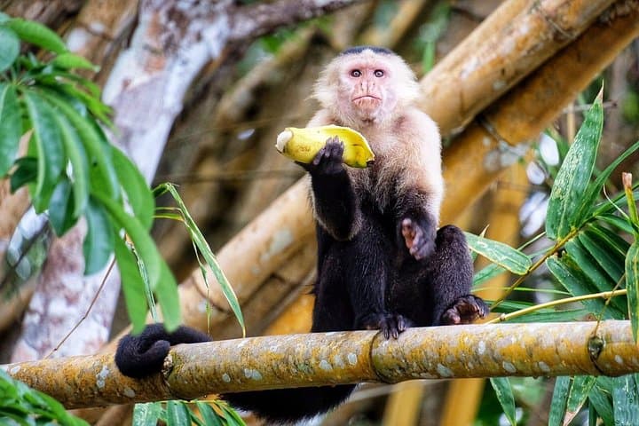 Discover Gatun Lake: Panama Canal Guided Boat Tour and Wildlife Viewing photo 1