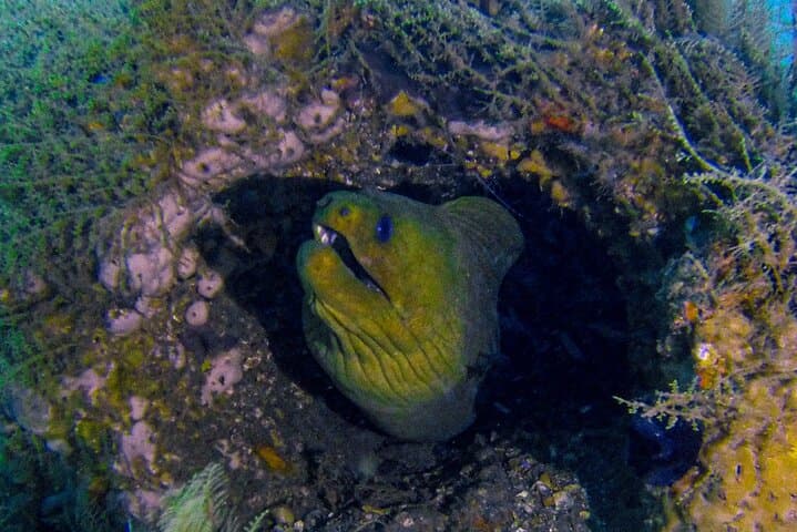 Miami 2-Tank Scuba Diving: Reefs & Wrecks from Bill Bird Marina photo 5