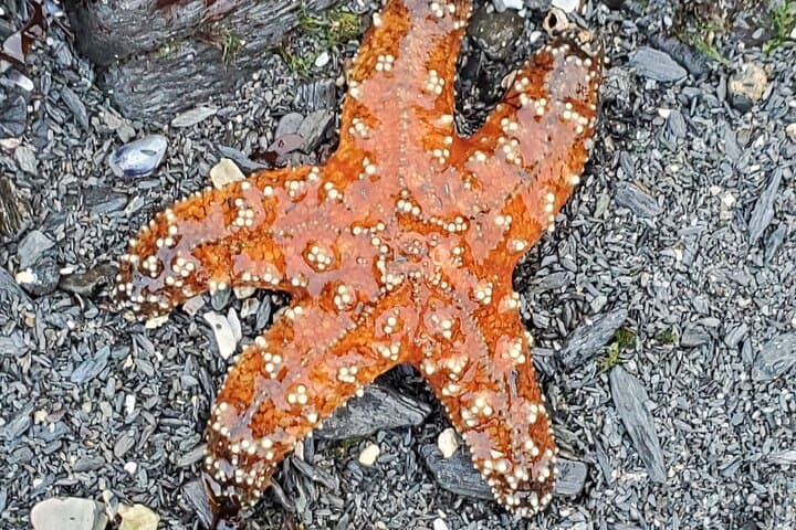 Ketchikan Wildlife & Waterfall Van Tour: Rotary Beach, Herring Cove, South-End Falls