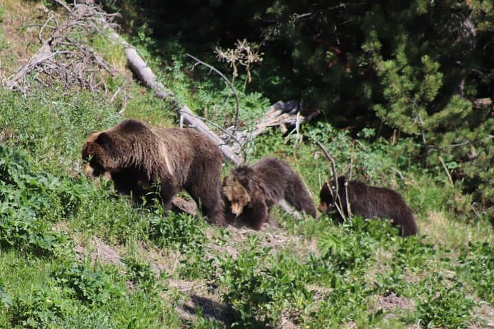 Full-Day Yellowstone National Park Tour from Bozeman — Old Faithful, Canyon & Wildlife photo 2