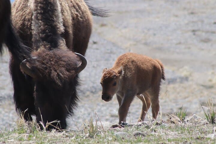 Full-Day Yellowstone National Park Tour from Bozeman — Old Faithful, Canyon & Wildlife photo 3