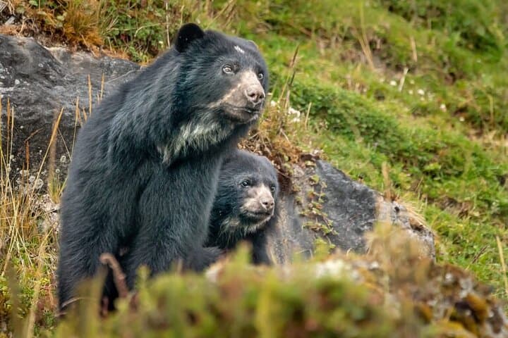 Overnight Páramo Conservation Trek: Spectacled Bear Experience near Bogotá