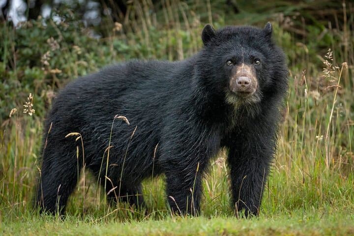 Overnight Páramo Conservation Trek: Spectacled Bear Experience near Bogotá photo 5