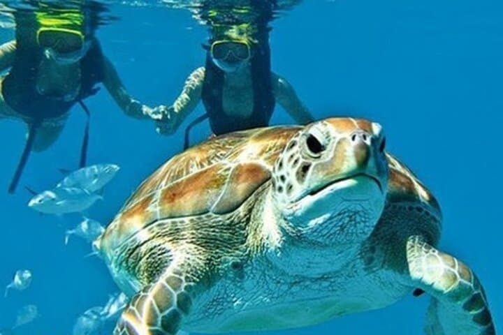 Barbados Turtle Feeding & Shipwreck Snorkel: 2-Hour Glass-Bottom Boat Tour photo 6
