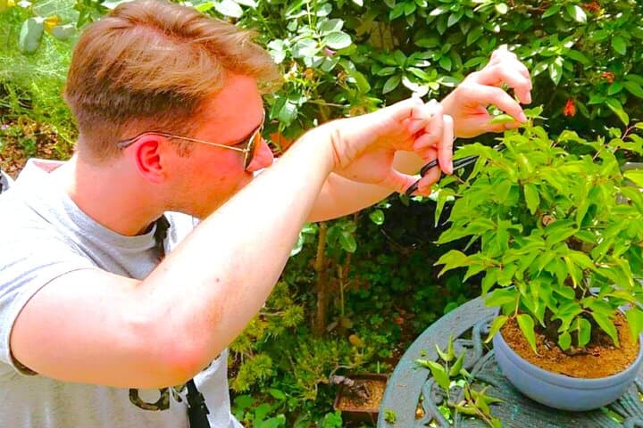 Hands-On Bonsai Experience in Bonsai-cho: Learn from a Master Near Tokyo