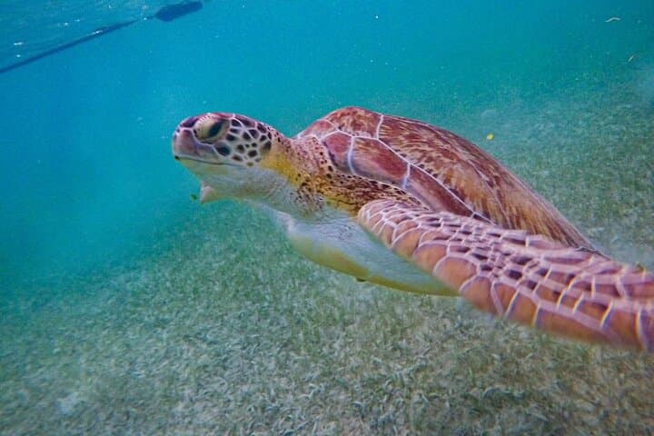 Akumal Guided Snorkeling with Green Turtles and Coral Reefs photo 2