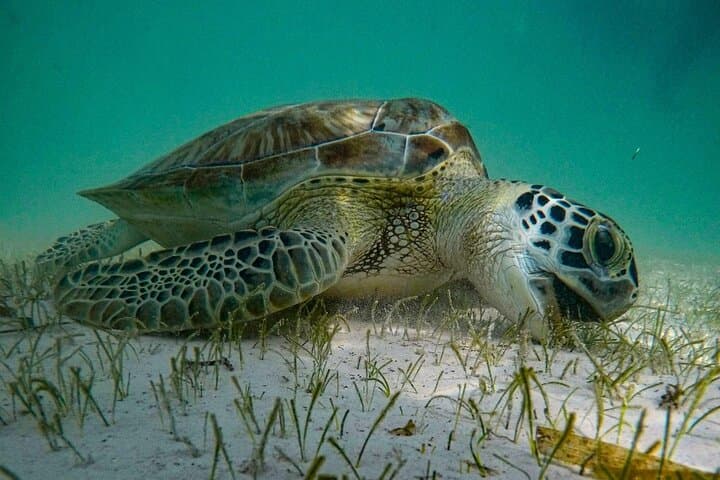 Akumal Guided Snorkeling with Green Turtles and Coral Reefs photo 3