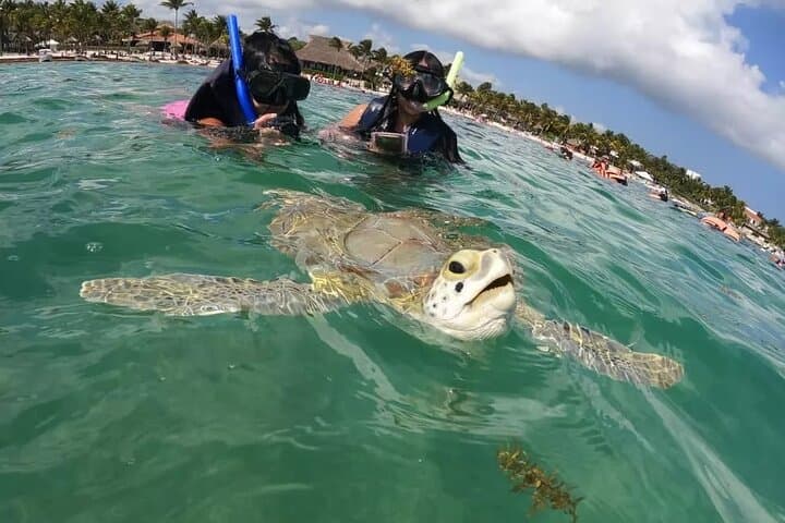 Akumal Guided Snorkeling with Green Turtles and Coral Reefs photo 4