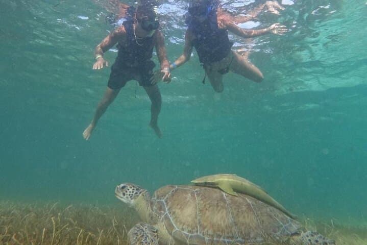 Akumal Guided Snorkeling with Green Turtles and Coral Reefs photo 5