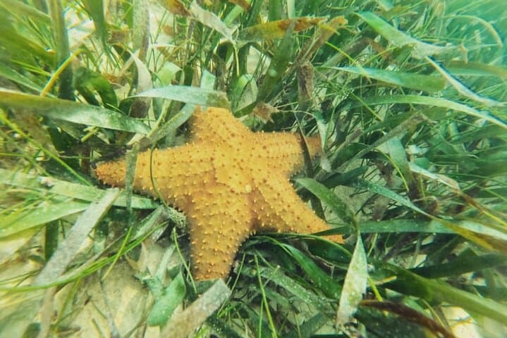 Akumal Guided Snorkeling with Green Turtles and Coral Reefs photo 6