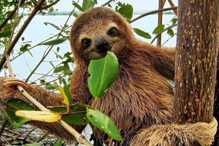 Gatun Lake Eco Adventure: Aerial Tram, Monkey Island & Sloth Sanctuary photo 2