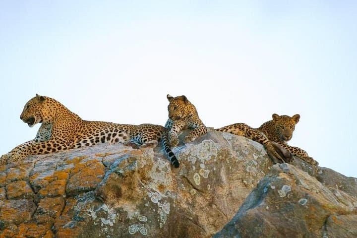 Half-Day Leopard Safari in Yala National Park — What to Expect and How to Prepare