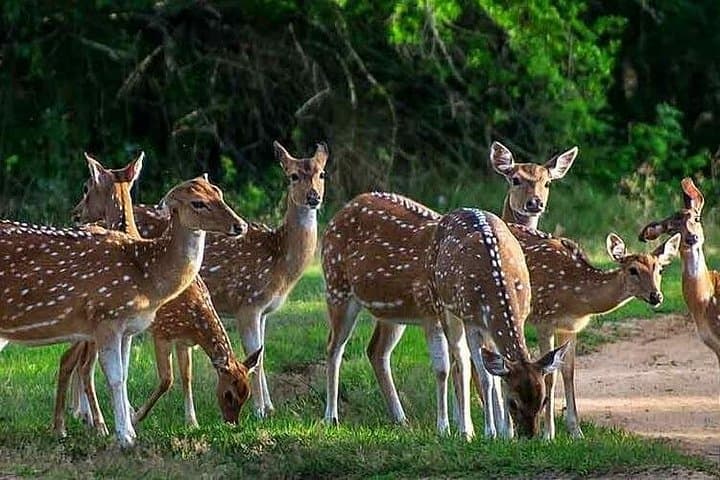 Half-Day Leopard Safari in Yala National Park — What to Expect and How to Prepare photo 2