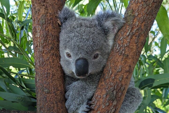 Koala and Kangaroo Day Trip: Waterfalls, Wildlife & Scenic Train from Sydney