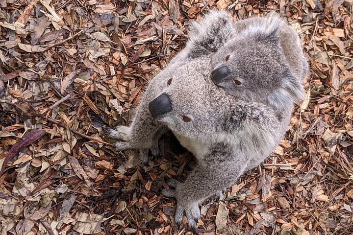 Koala and Kangaroo Day Trip: Waterfalls, Wildlife & Scenic Train from Sydney photo 5