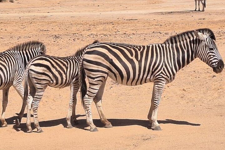 Day Safari to Aquila Game Reserve from Cape Town: Big Five Wildlife Drive and Lunch photo 2