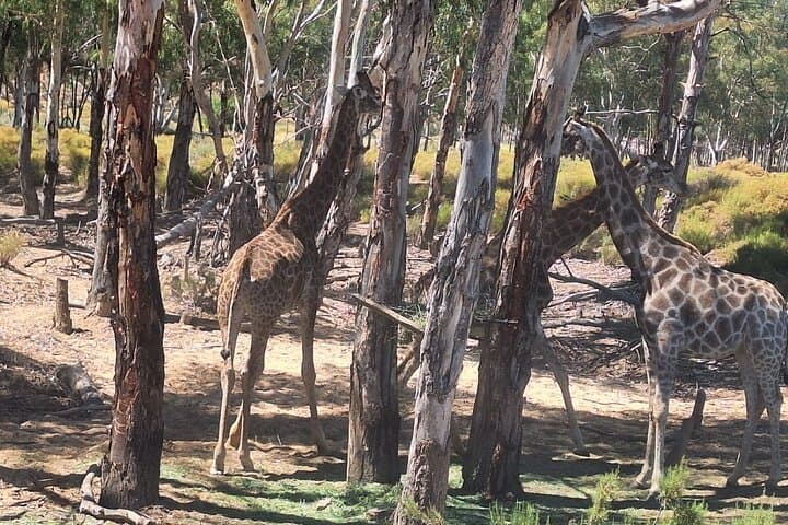 Day Safari to Aquila Game Reserve from Cape Town: Big Five Wildlife Drive and Lunch photo 3