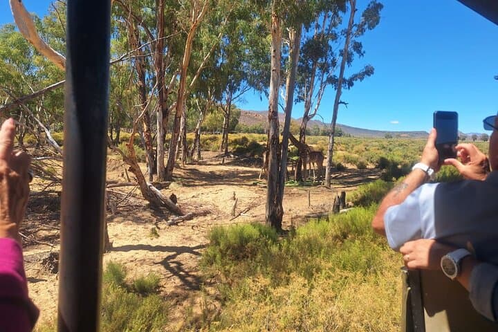 Day Safari to Aquila Game Reserve from Cape Town: Big Five Wildlife Drive and Lunch photo 4