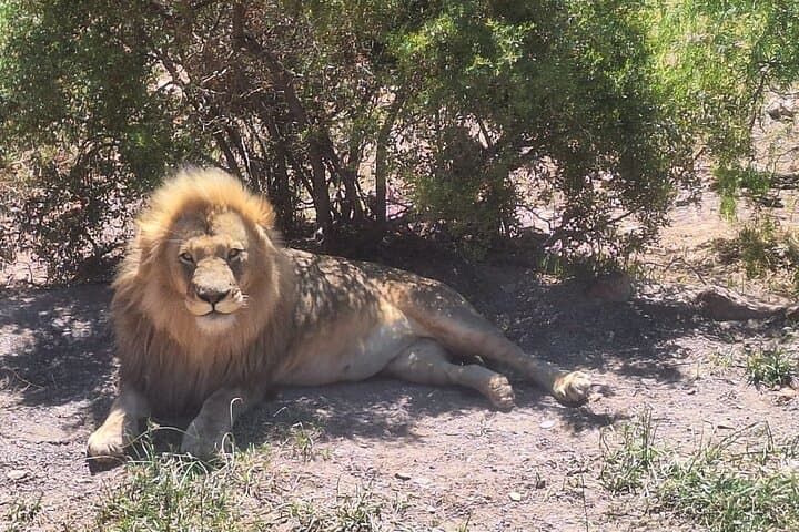 Day Safari to Aquila Game Reserve from Cape Town: Big Five Wildlife Drive and Lunch photo 5
