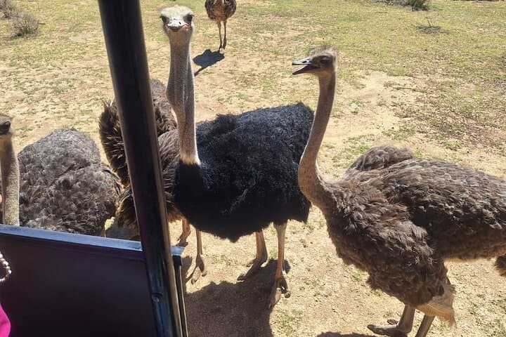 Day Safari to Aquila Game Reserve from Cape Town: Big Five Wildlife Drive and Lunch photo 6