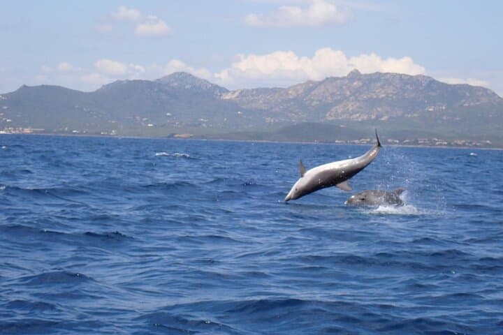 Dolphin Watching & Snorkel at Figarolo Island: Olbia Boat Excursion photo 6