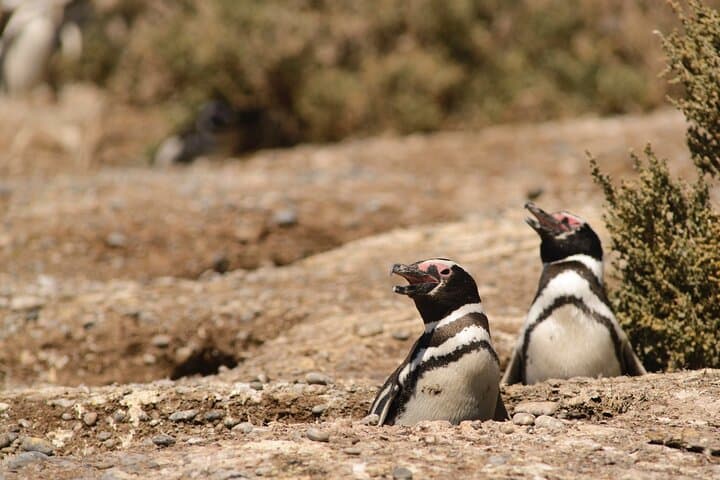 Punta Tombo Penguin Colony Private Day Tour from Puerto Madryn