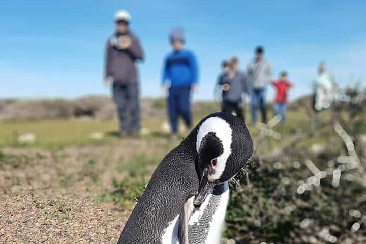 Punta Tombo Penguin Colony Private Day Tour from Puerto Madryn photo 2