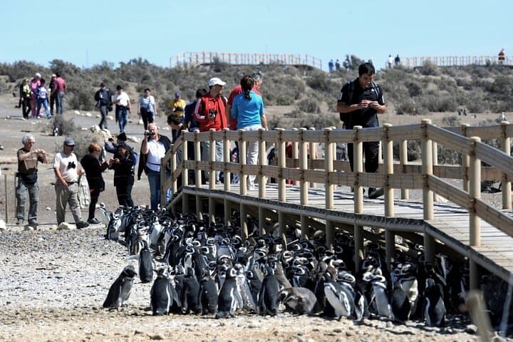 Punta Tombo Penguin Colony Private Day Tour from Puerto Madryn photo 3