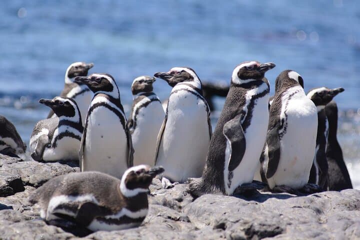 Punta Tombo Penguin Colony Private Day Tour from Puerto Madryn photo 5