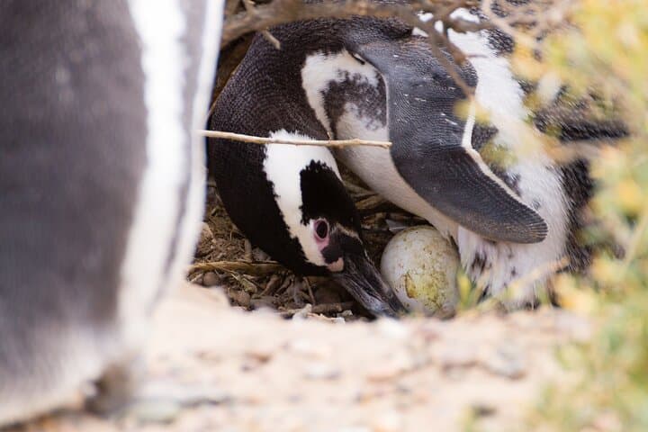 Punta Tombo Penguin Colony Private Day Tour from Puerto Madryn photo 6