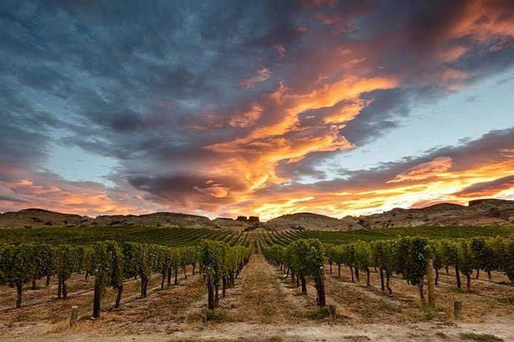 Private Central Otago Wine Tasting Tour from Queenstown with Gourmet Lunch photo 6