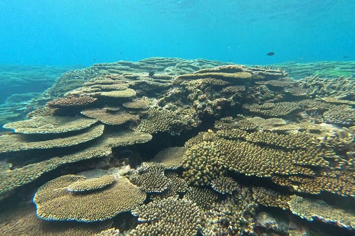 Motobu Peninsula Private Snorkel Tour — Beaches, Reefs & Custom Itineraries photo 3