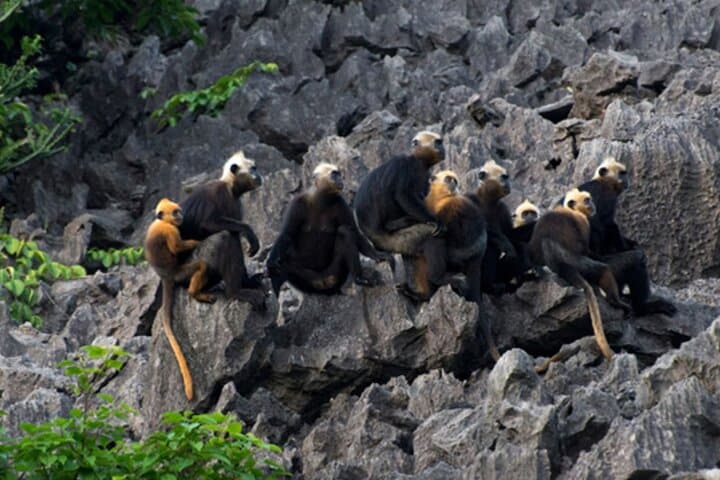 Lan Ha Bay Full-Day Boat Tour: Kayak Cai Beo, Swim Ba Trai Dao & Sunset Cruise photo 5