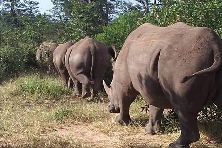 Up-Close Rhino Walking Safari in Mosi-oa-Tunya National Park photo 1