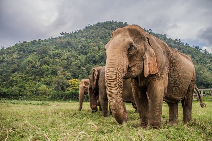 Chiang Mai City Premium Day Pass: Zipline, Temples & Top Attractions in One Day photo 4