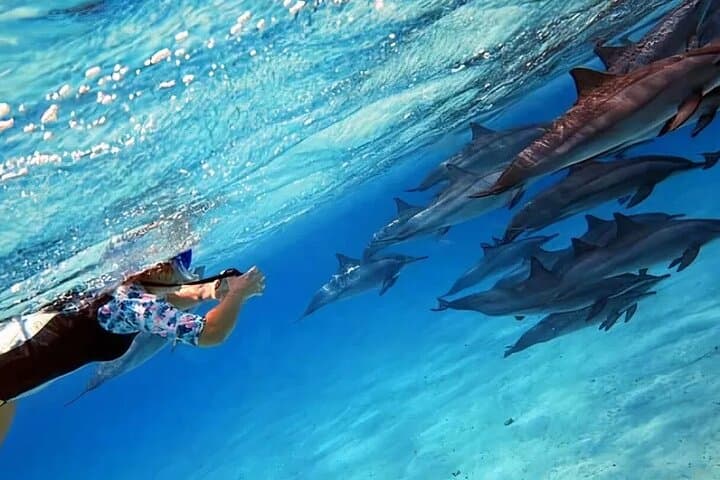 Sataya Reef Dolphin Snorkel Day Trip from Marsa Alam photo 6