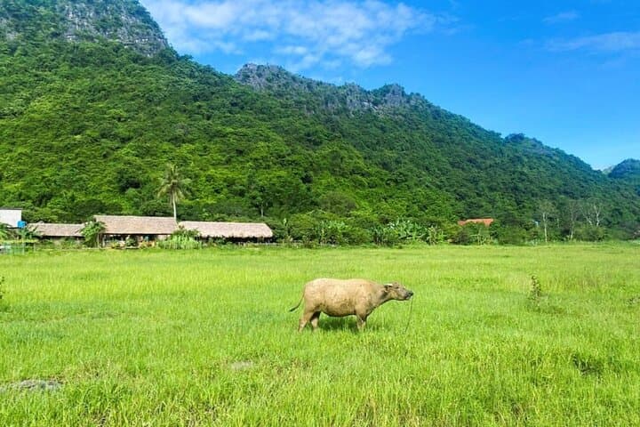 Luxury Lan Ha Bay Full-Day Cruise from Cat Ba Island — Biking, Kayaking & Swimming photo 6