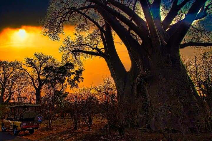 4x4 Bush Adventure: Baobab, Vultures & Victoria Falls Game Drive