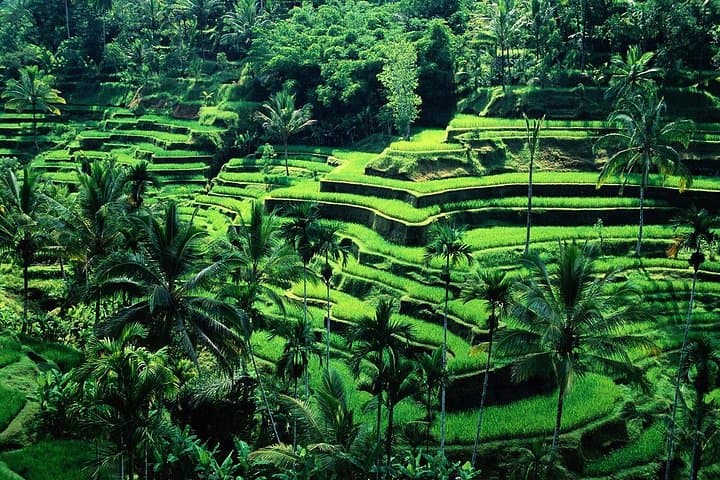 Ubud ATV Adventure: Tegalalang Rice Terrace, Monkey Forest & Coffee Plantation (All-Inclusive) photo 4