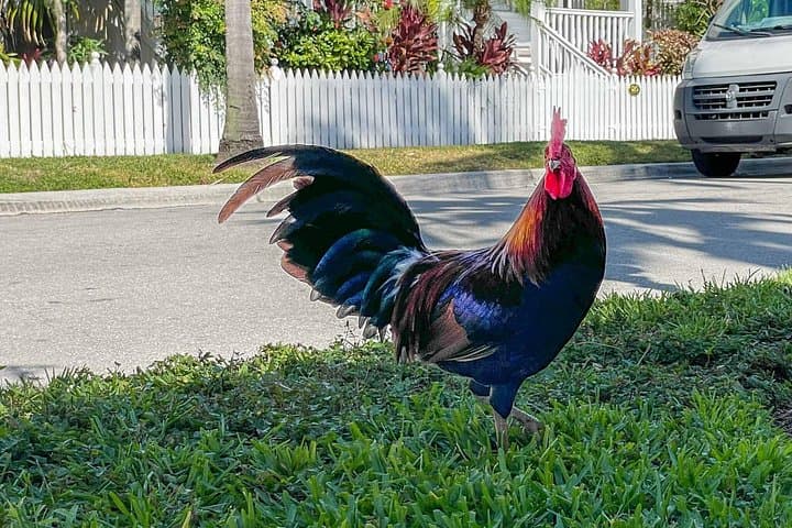 Key West Audio Walking Tour: From Maritime Village to the Conch Republic photo 2
