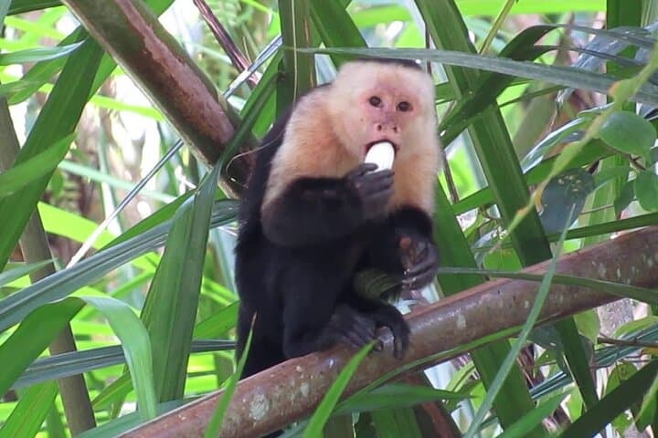 Monkey Tour and Tarcoles Bridge: Wild Capuchins, Crocodiles & Local Lunch photo 5