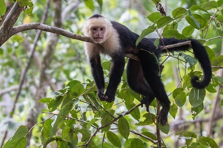 Monkey Tour and Tarcoles Bridge: Wild Capuchins, Crocodiles & Local Lunch photo 6