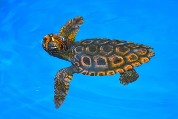 Sea Turtle Trek and Habitat Highlights on Bahia's Coconut Coast photo 3