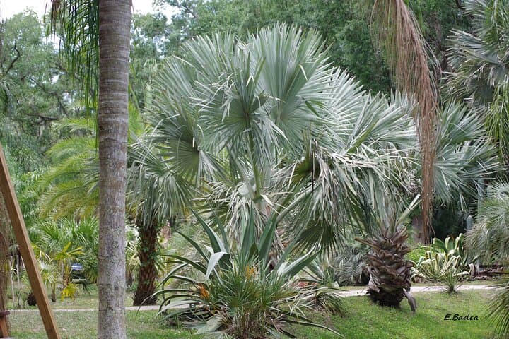 Private Walking Tour to St. Johns Botanical Garden & Nature Preserve — St. Augustine photo 4