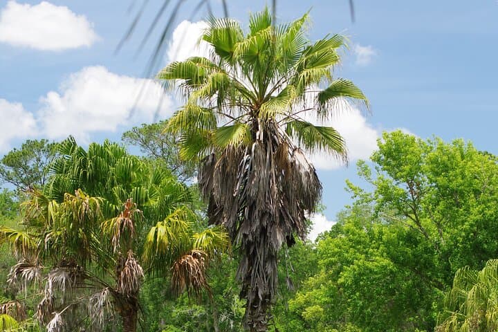 Private Walking Tour to St. Johns Botanical Garden & Nature Preserve — St. Augustine photo 5