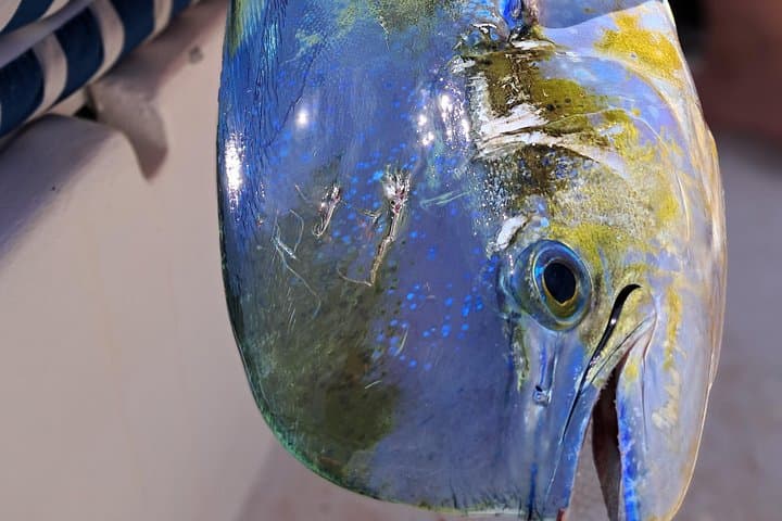 Costa Maya 4-Hour Fishing and Snorkeling Charter in Mahahual photo 2
