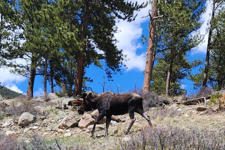 Panoramic Peak 4x4 Photo Tour from Estes Park photo 3