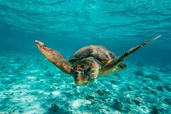 Snorkel Tulum: Two Reef Points with Panoramic Ruins View (1h20)