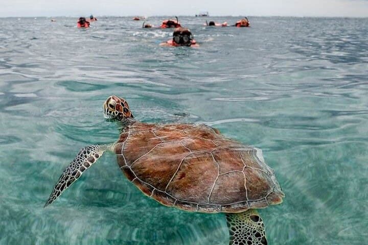 Snorkel Tulum: Two Reef Points with Panoramic Ruins View (1h20) photo 2